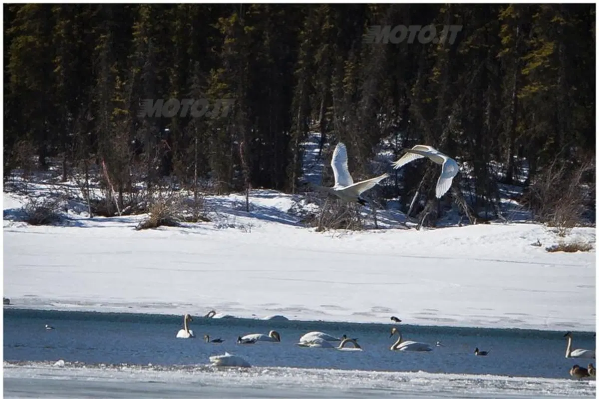 Viaggi in moto: dalla California all'Alaska (9)