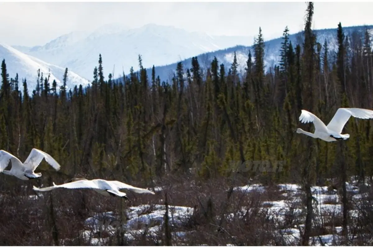 Viaggi in moto: dalla California all'Alaska (36)