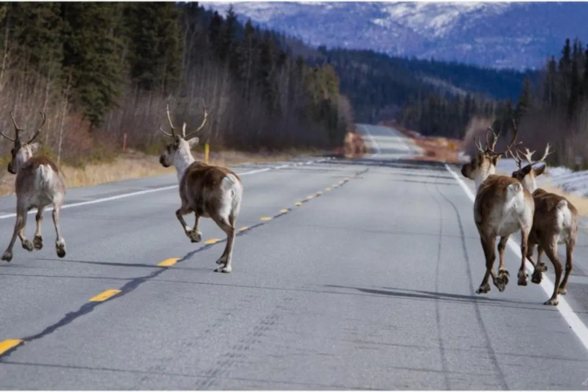 Viaggi in moto: dalla California all'Alaska (53)