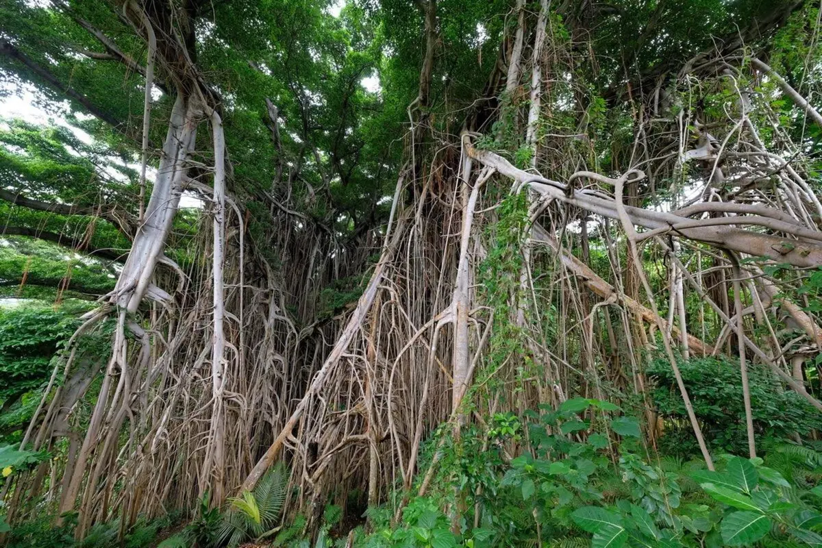 Vanuatu: con un quad in paradiso (17)