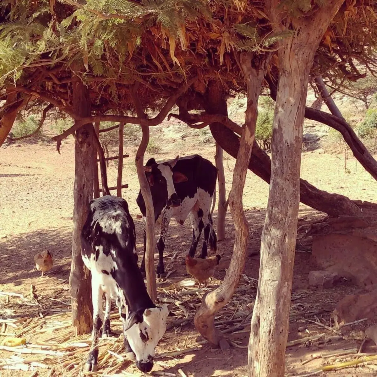 Etiopia in moto: alla scoperta del Tigrai e del miracolo di Suor Laura - Seconda puntata (7)