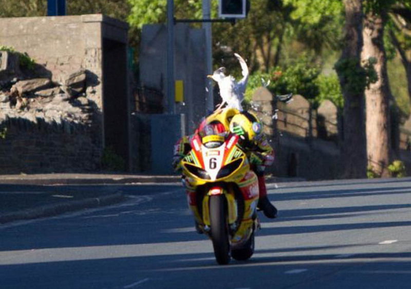 Scontro con un gabbiano al TT a 250 km/h