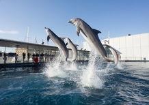 Atene - Gibilterra, il percorso. Genova, l'Acquario e il Porto Antico