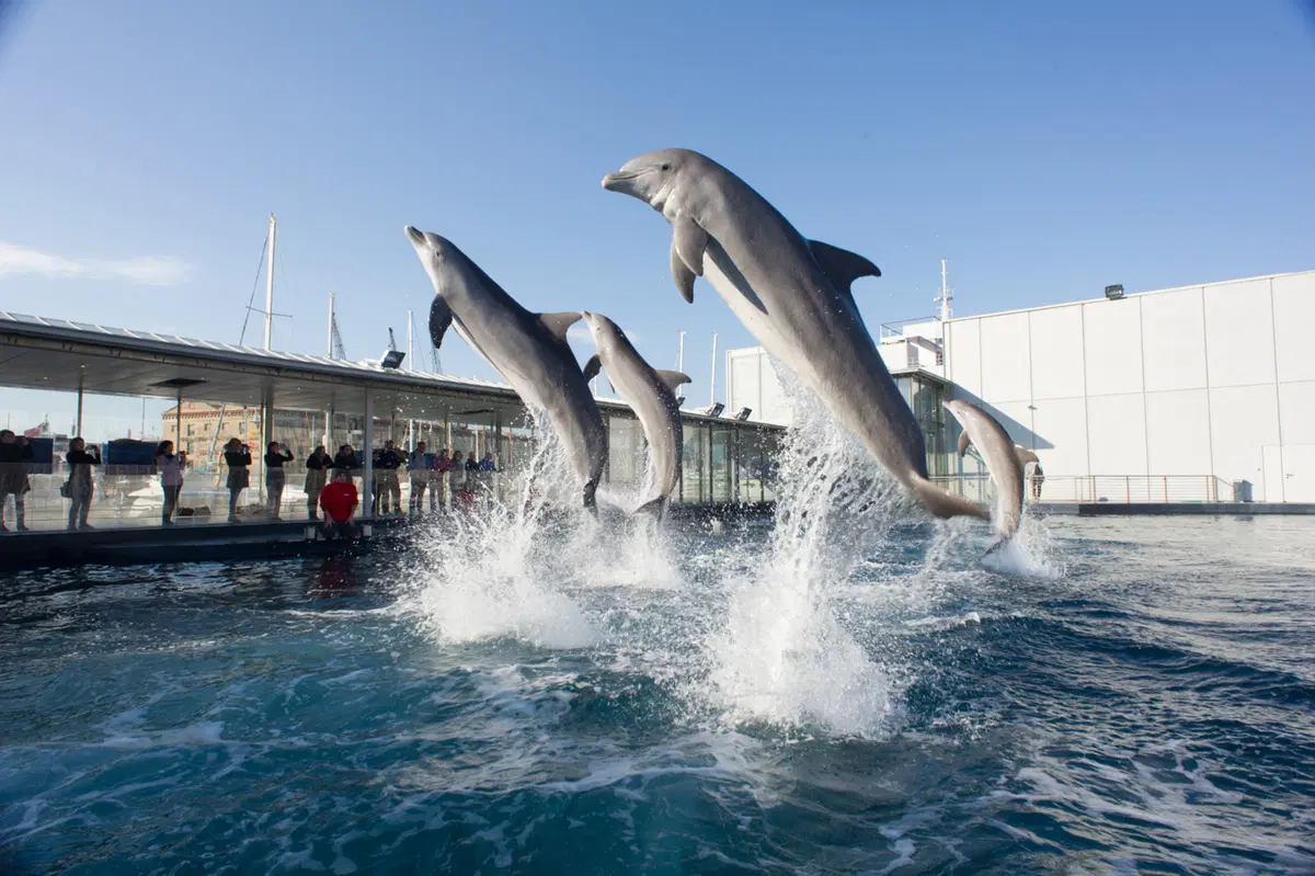 Atene - Gibilterra, il percorso. Genova, l'Acquario e il Porto Antico (4)