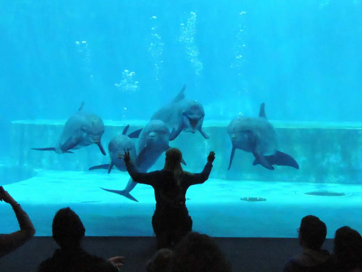 Atene - Gibilterra, il percorso. Genova, l'Acquario e il Porto Antico (9)
