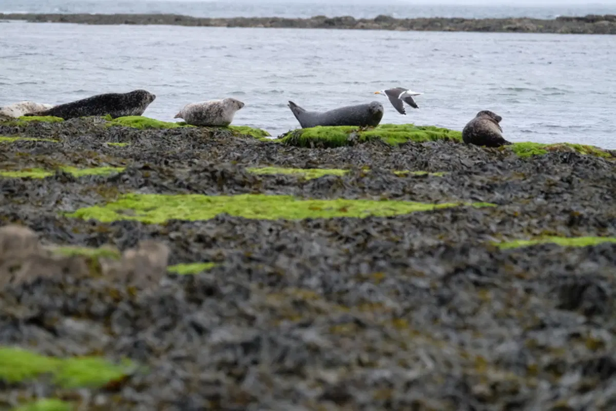 Planet Explorer 8 - Ireland - Day 6 (12)