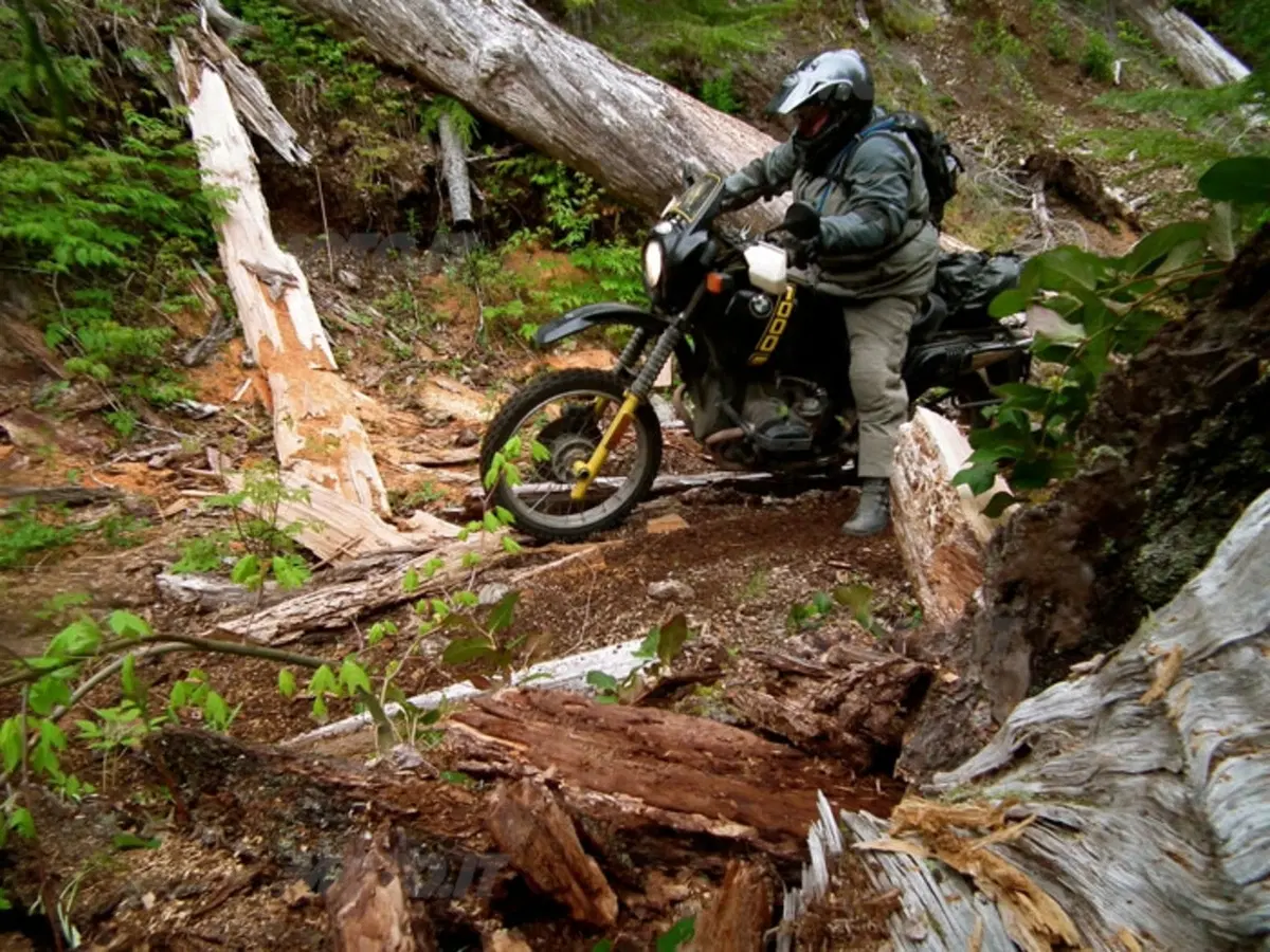 Hoh Rainforest. Alla scoperta delle foreste pluviali d'America (4)