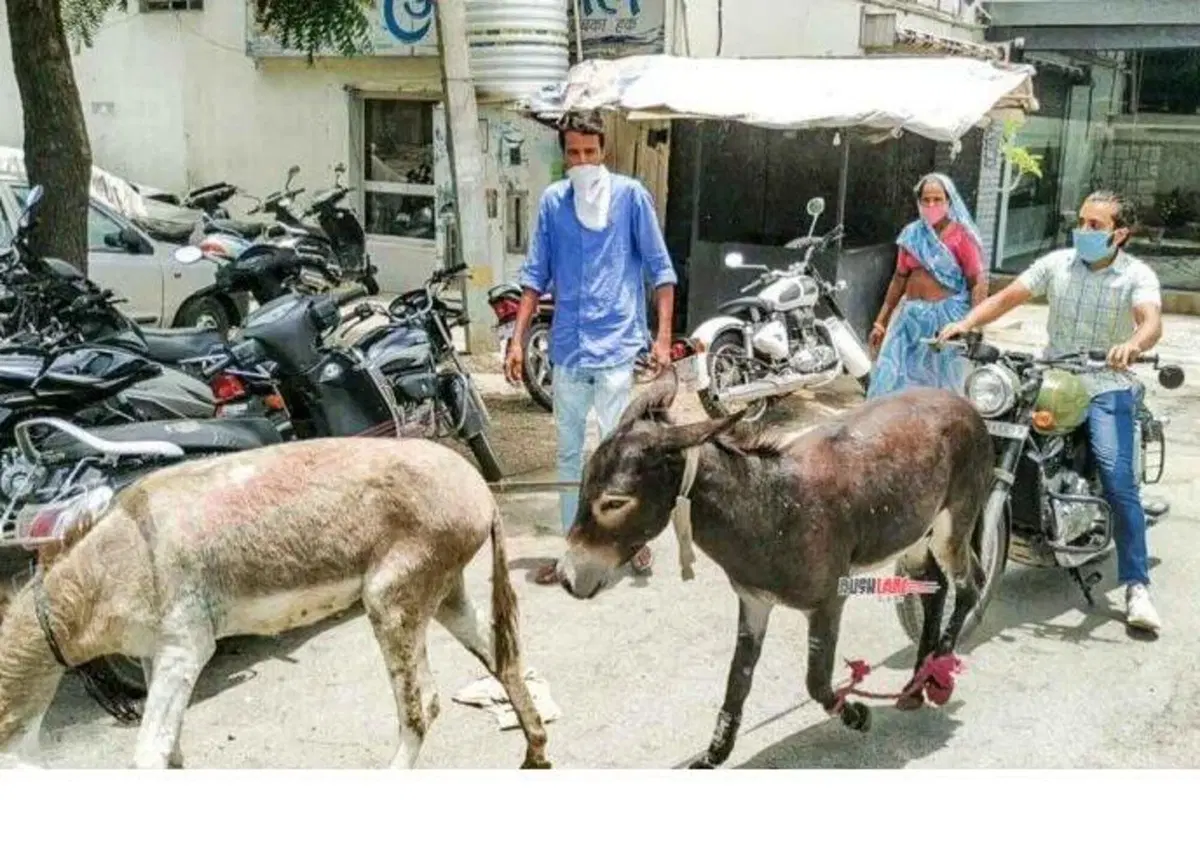 La "Donkey protest" indiana