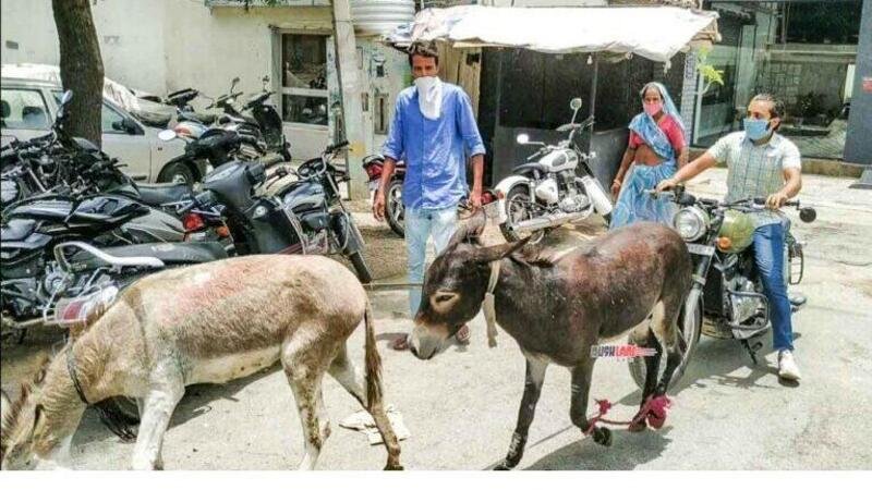 La &quot;Donkey protest&quot; indiana