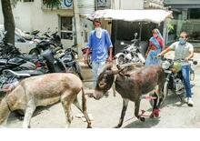 La Donkey protest indiana