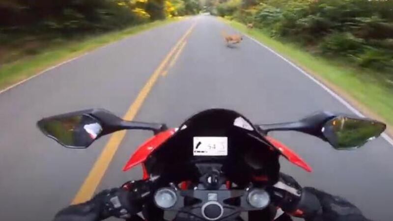 Moto vs cervo: quando il giro tranquillo prende la piega sbagliata [VIDEO VIRALE]