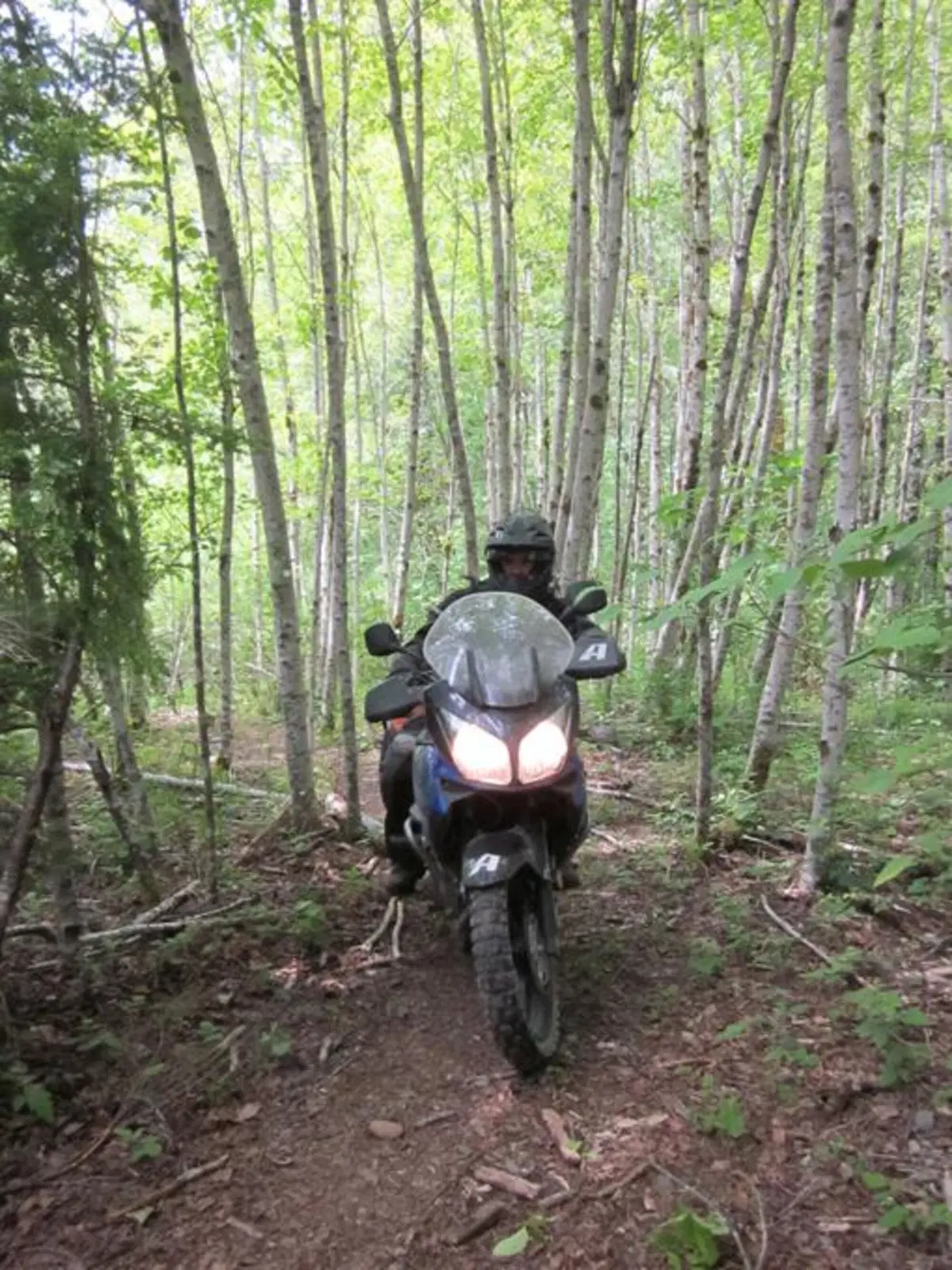 AltRider Hoh Rainforest Ride: avventura a cinque stelle (4)