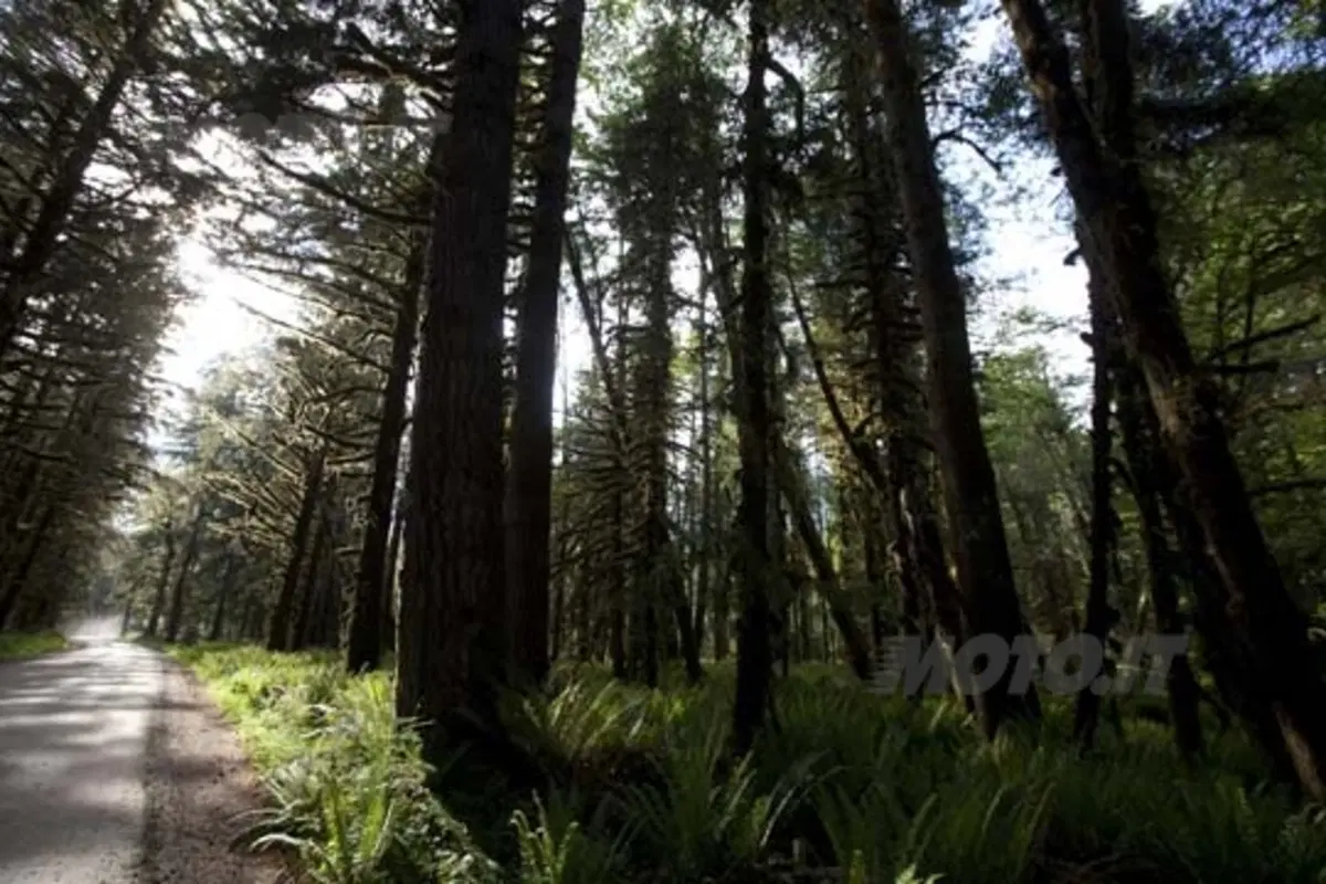 AltRider Hoh Rainforest Ride: avventura a cinque stelle (15)