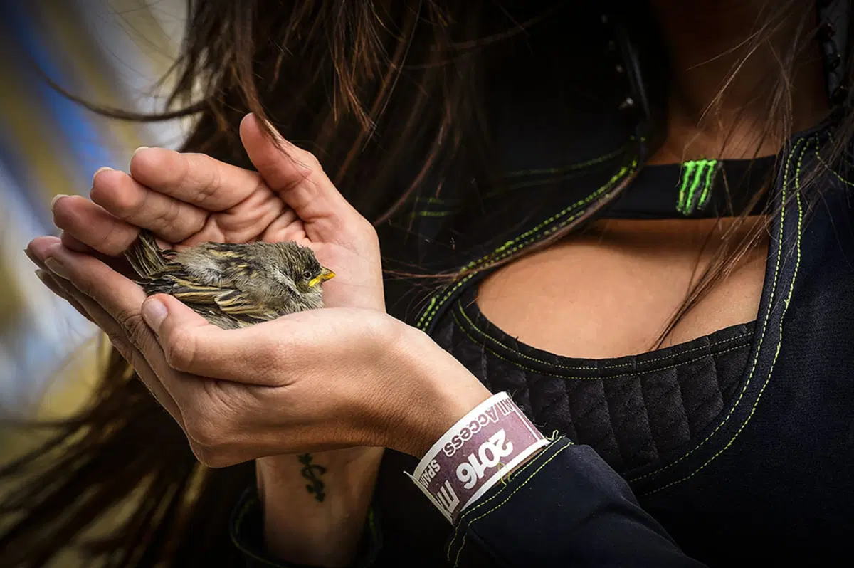 MX 2016. Le foto più spettacolari del GP di Spagna (53)
