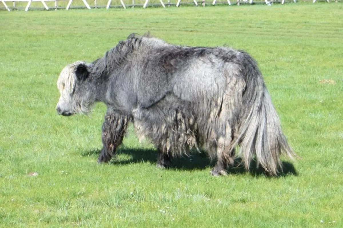Viaggi in moto. Raid enduro in Mongolia (9)