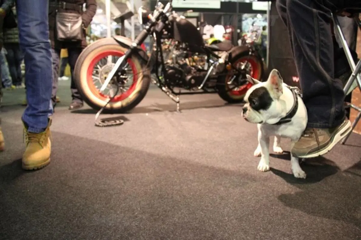 Motor Bike Expo 2013 Verona: Padiglioni 2 e 3 (55)