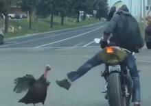 Motociclista aggredito all’incrocio… Da un tacchino! [VIDEO VIRALE]
