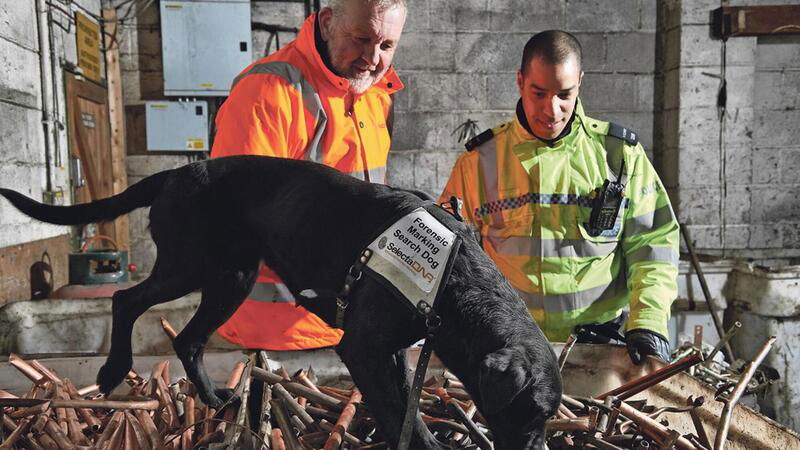 Cani poliziotti sulle tracce dei ladri di moto