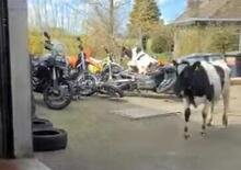 Mucche seminano il panico in officina tra le moto [VIDEO VIRALE]