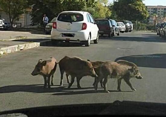 Roma, la situazione animali selvatici è fuori controllo. Motociclisti in pericolo?