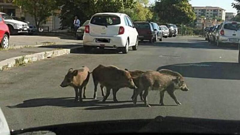 Roma, la situazione animali selvatici &egrave; fuori controllo. Motociclisti in pericolo?