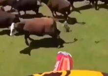 Il salto in enduro e l’atterraggio andato… In vacca! [VIDEO]
