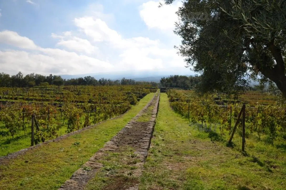 Vendemmia in Sicilia nelle tenute Tasca d'Almerita. Un sogno da Gattopardo... ma in moto! (4)
