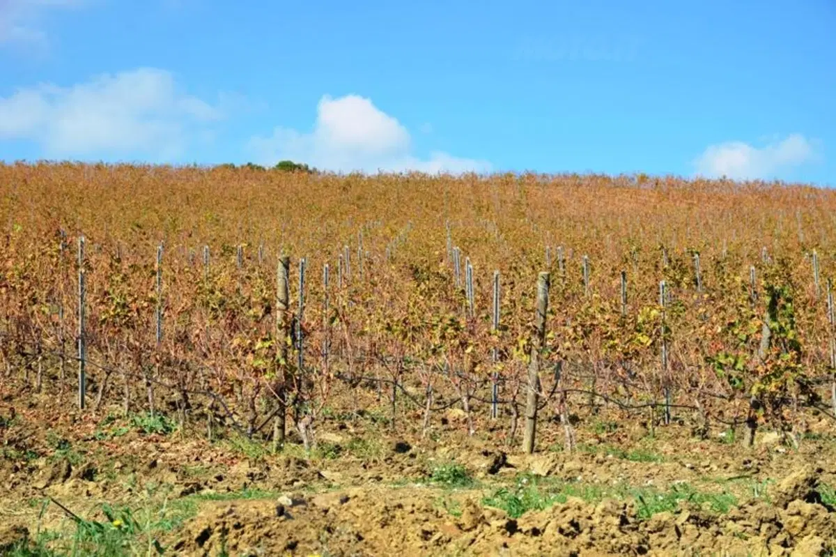Vendemmia in Sicilia nelle tenute Tasca d'Almerita. Un sogno da Gattopardo... ma in moto! (19)