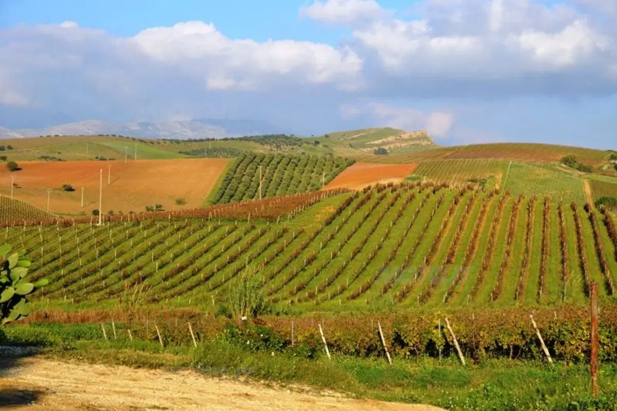Vendemmia in Sicilia nelle tenute Tasca d'Almerita. Un sogno da Gattopardo... ma in moto! (20)