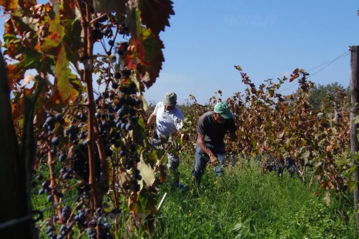 Vendemmia in Sicilia nelle tenute Tasca d'Almerita. Un sogno da Gattopardo... ma in moto! (23)