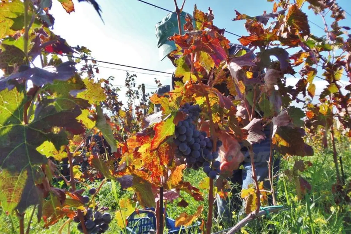 Vendemmia in Sicilia nelle tenute Tasca d'Almerita. Un sogno da Gattopardo... ma in moto! (25)