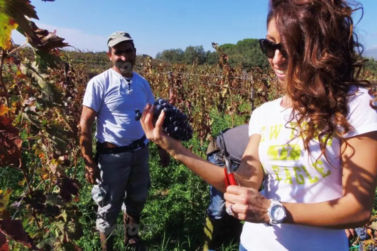 Vendemmia in Sicilia nelle tenute Tasca d'Almerita. Un sogno da Gattopardo... ma in moto! (26)