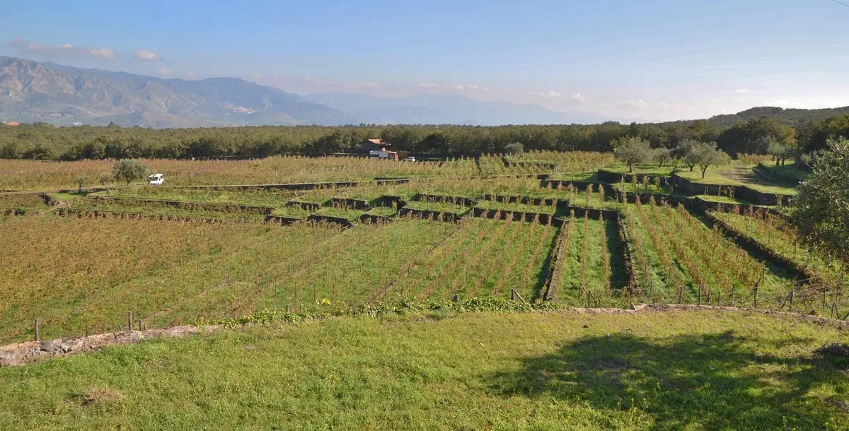 Vendemmia in Sicilia nelle tenute Tasca d'Almerita. Un sogno da Gattopardo... ma in moto! (30)