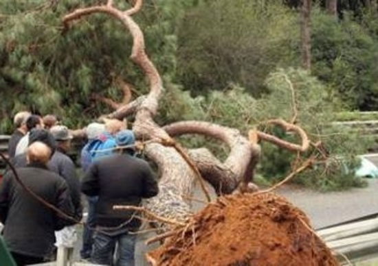 Nico Cereghini: E a Roma si muore sotto un albero