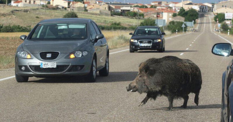 Incidenti. 13 morti e 261 feriti a causa degli animali 