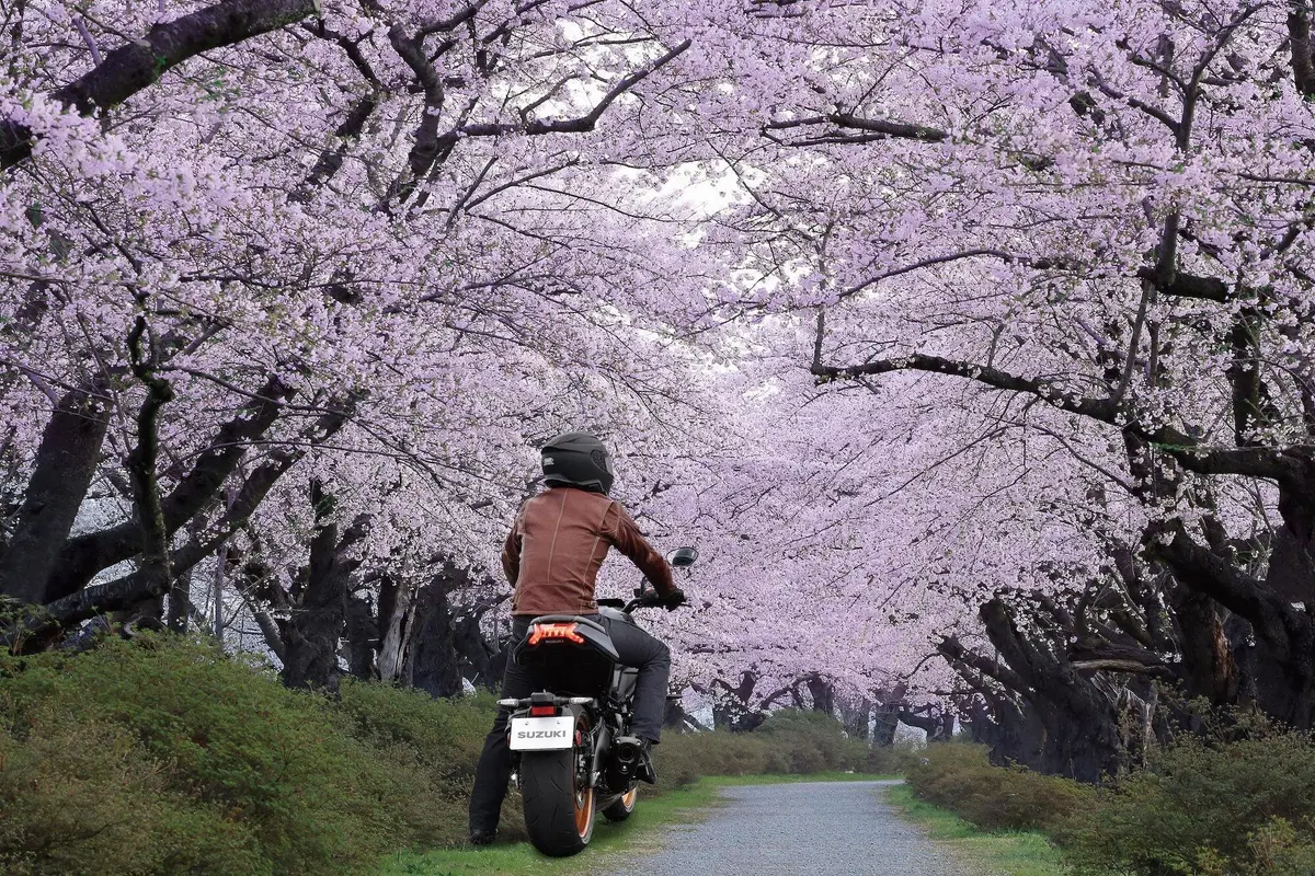 Suzuki cresce nel mondo, non in Europa e USA (11)