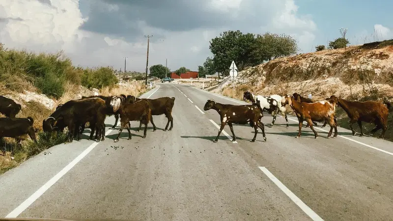 Incidente a causa di un animale in strada: la mail del lettore e il parere dell'avvocato