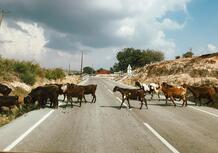 Incidente a causa di un animale in strada: la mail del lettore e il parere dell'avvocato