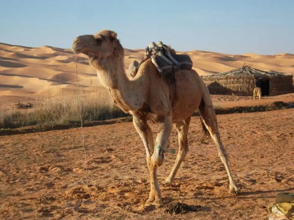 I Racconti di Moto.it: "L'uomo sulle dune" (7)