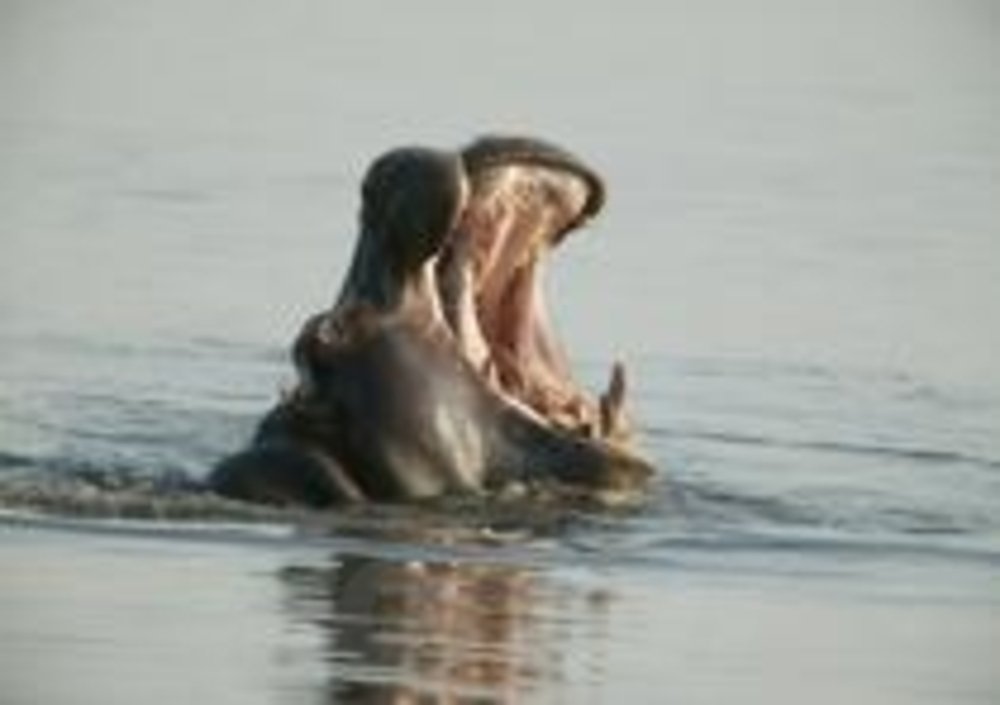 Ippopotami nel delta dell&#039;Okavango
