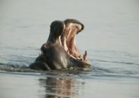 Ippopotami nel delta dell'Okavango
