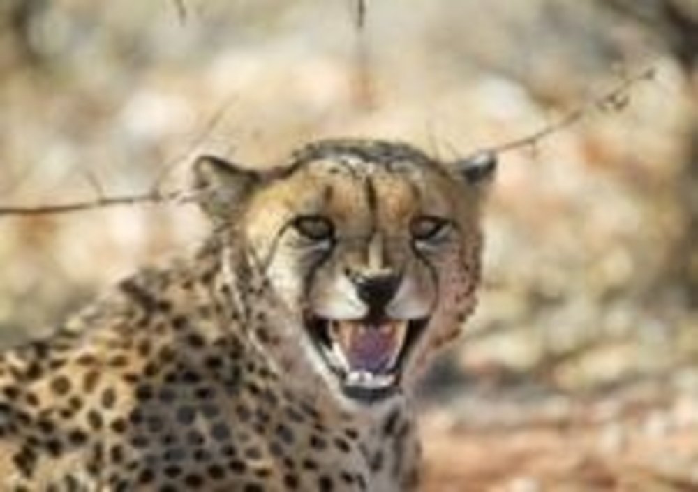 Un ghepardo fotografato in Namibia
