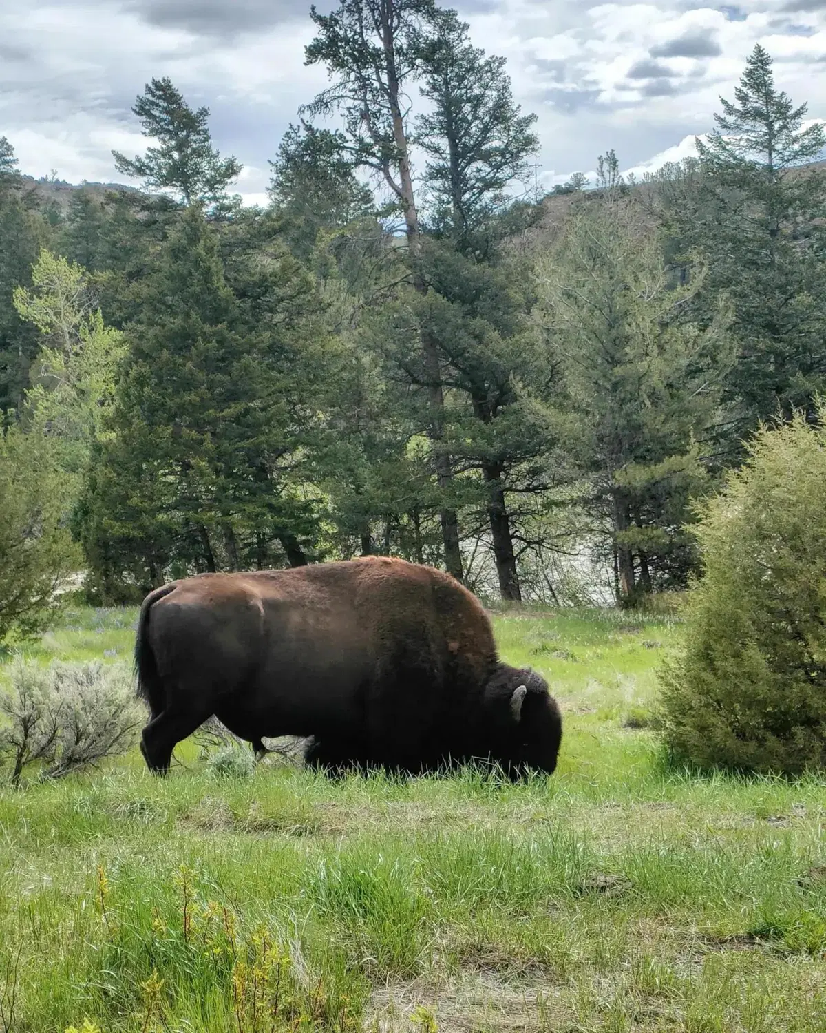 USA IN MOTO! Idaho, Montana, Wyoming, Yellowstone: 1.000 km tra orsi e bisonti con gli amici di KLIM (14)