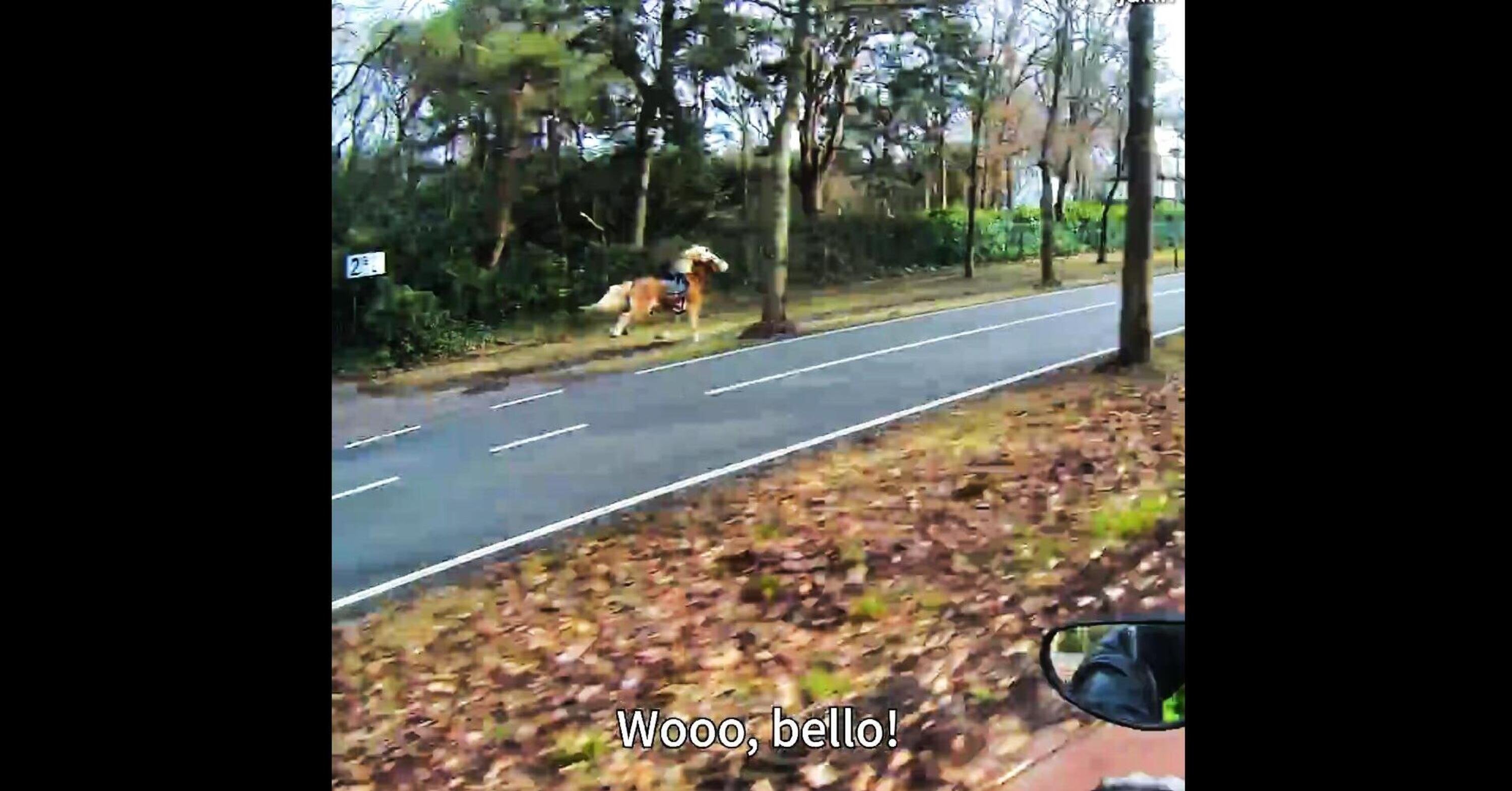 Questo cavallo ne ha molto di pi&ugrave; della moto, che fatica per stargli dietro! [VIDEO VIRALE]