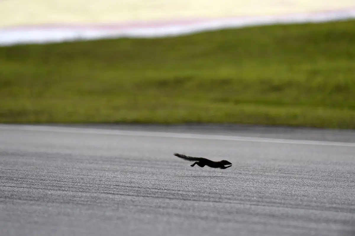 Le foto più belle del GP della Malesia (26)
