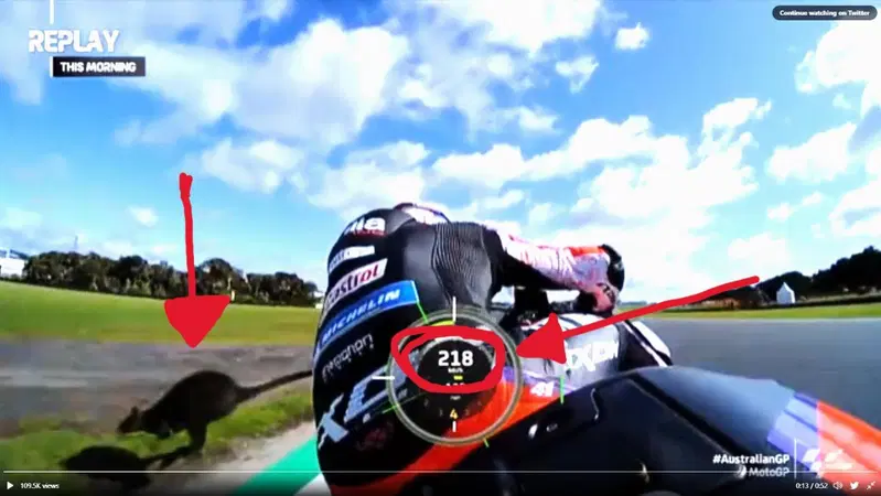 MotoGP 2022. GP d'Australia. Che paura Aleix Espargaro! Un canguro (no!, un wallaby) attraversa la pista e per pochissimo... [VIDEO]
