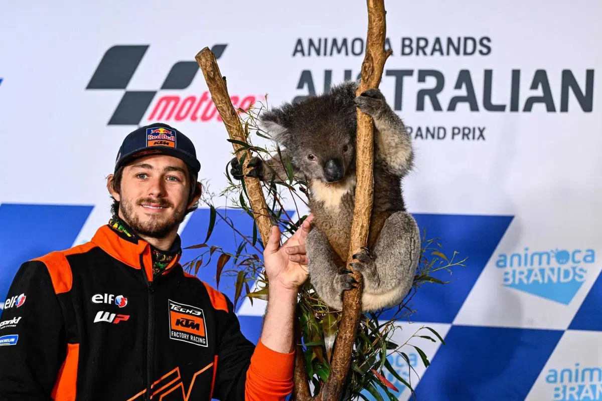 MotoGP 2022. GP d'Australia. Serpenti, koala, piloti che si preoccupano di altri piloti e altre cose da Phillip Island [GALLERY] (11)