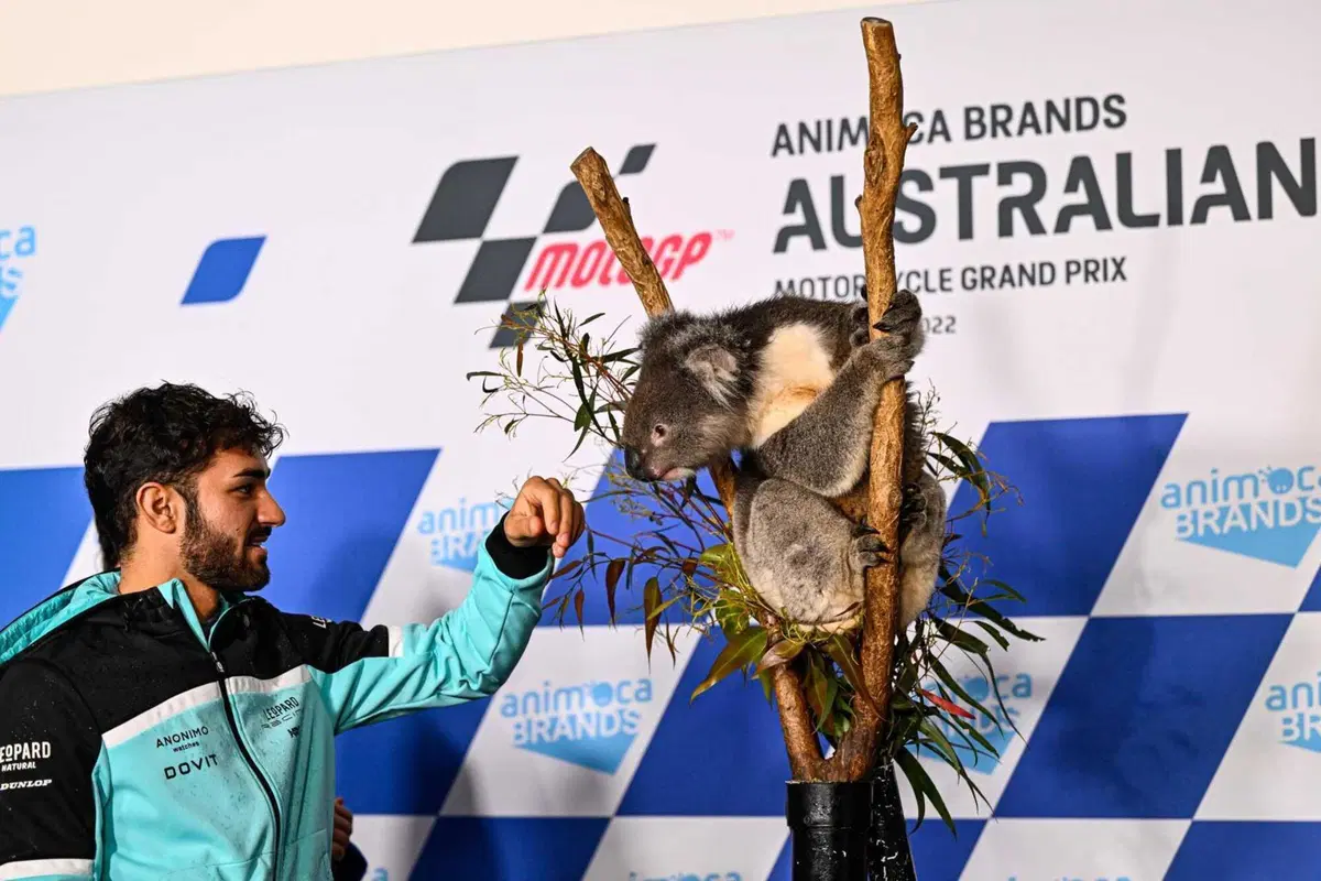 MotoGP 2022. GP d'Australia. Serpenti, koala, piloti che si preoccupano di altri piloti e altre cose da Phillip Island [GALLERY] (12)
