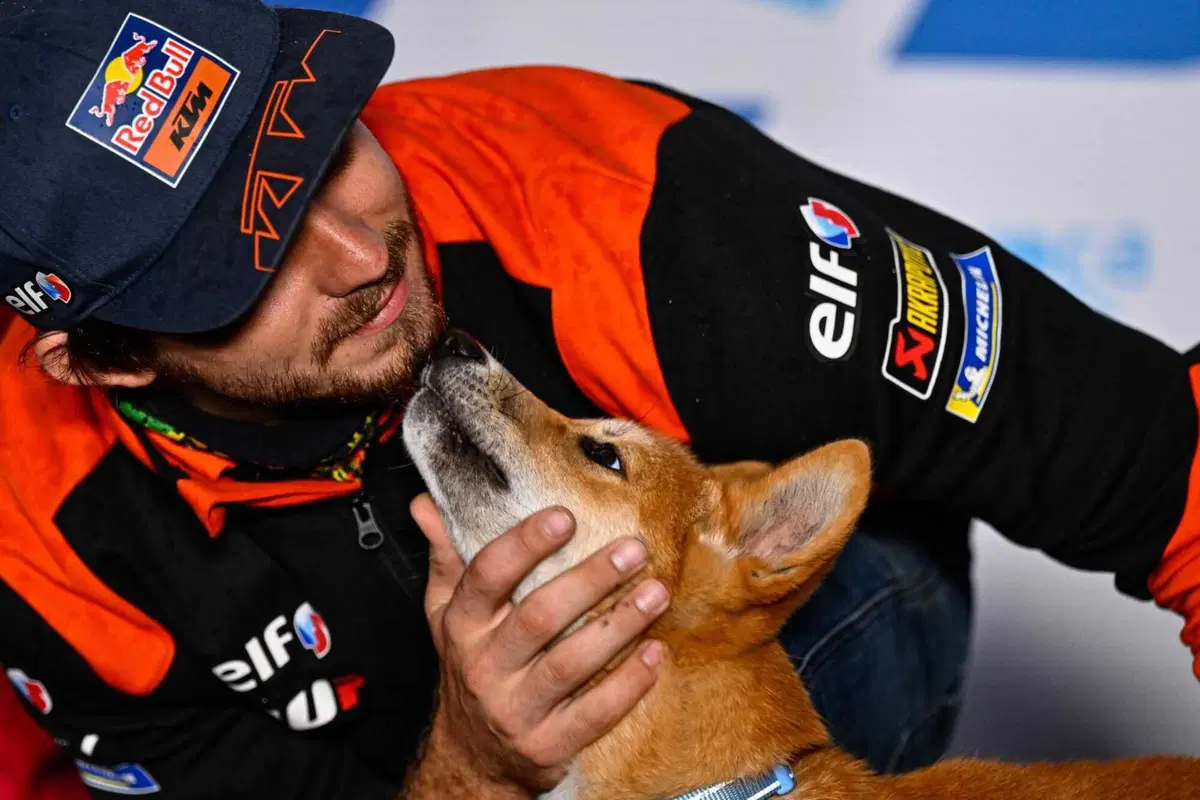 MotoGP 2022. GP d'Australia. Serpenti, koala, piloti che si preoccupano di altri piloti e altre cose da Phillip Island [GALLERY] (13)