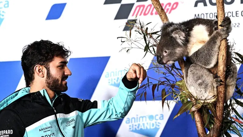 MotoGP 2022. GP d'Australia. Serpenti, koala, piloti che si preoccupano di altri piloti e altre cose da Phillip Island [GALLERY]